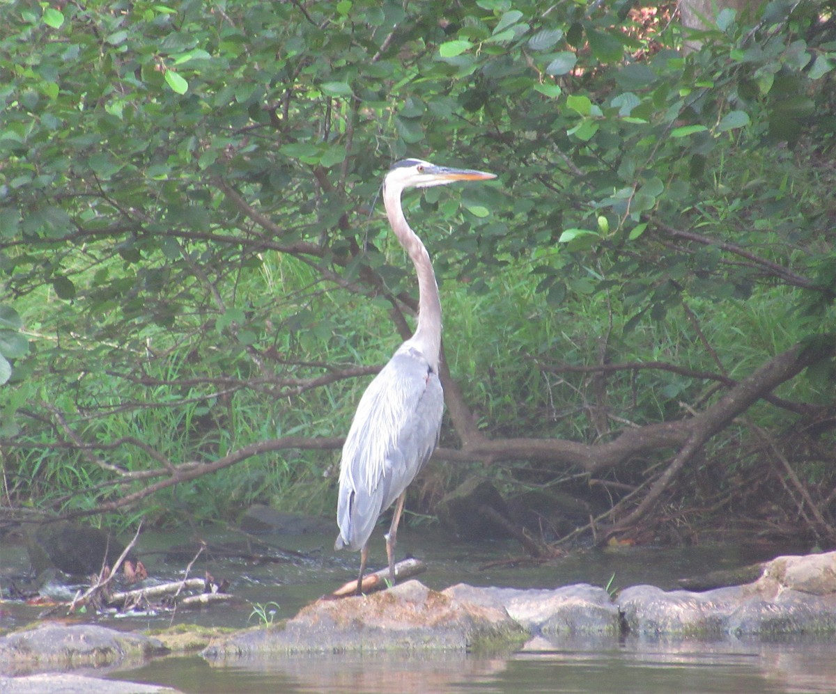 Great Blue Heron - ML591482251