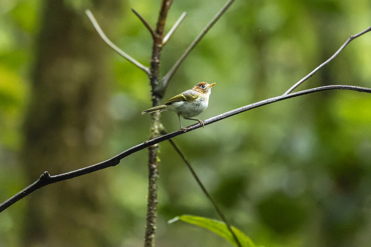 Sunda Warbler (Sumatran) - ML591482541