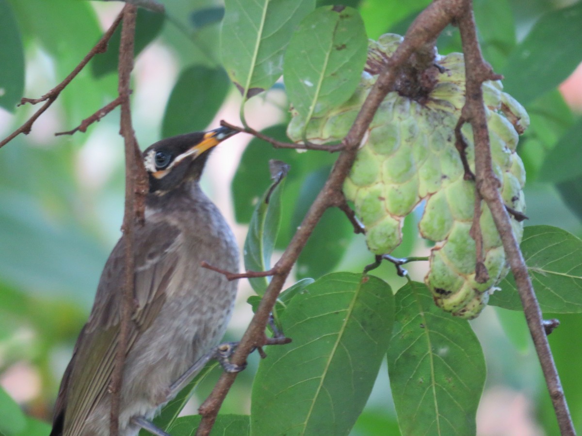 Bridled Honeyeater - ML59148311