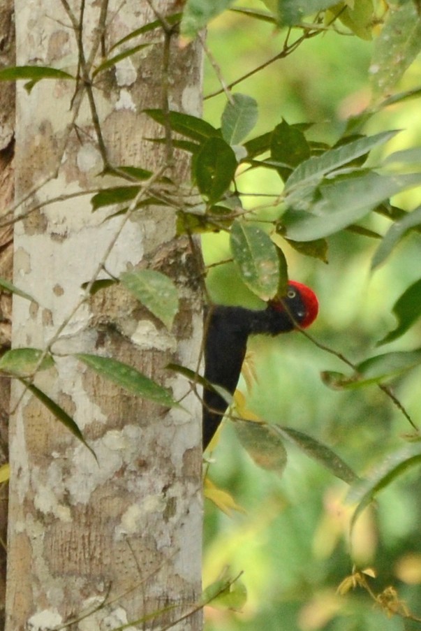 White-bellied Woodpecker - Panchapakesan Jeganathan