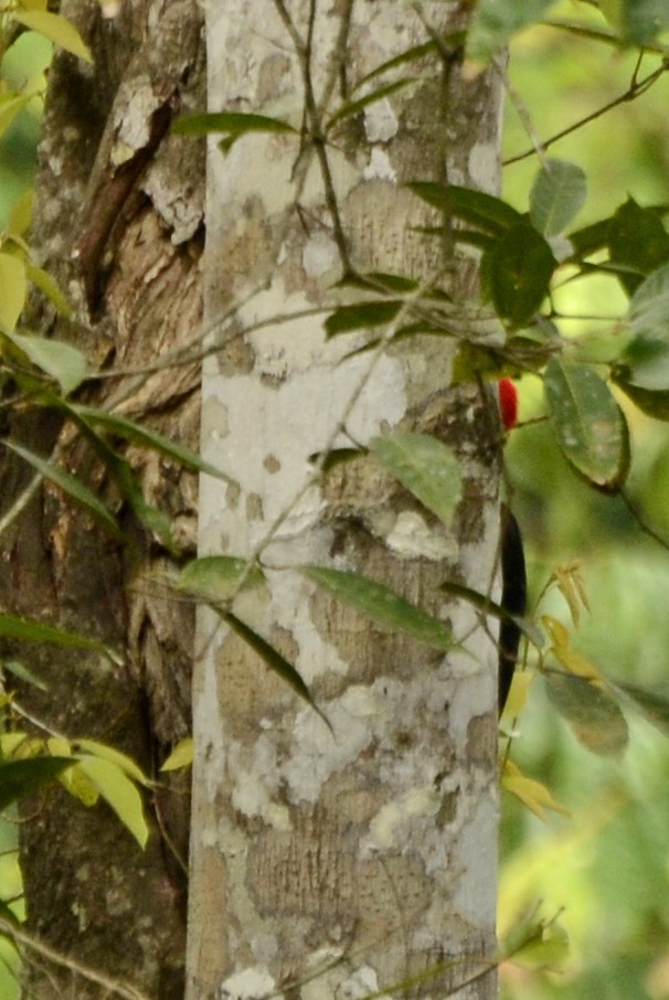 White-bellied Woodpecker - Panchapakesan Jeganathan