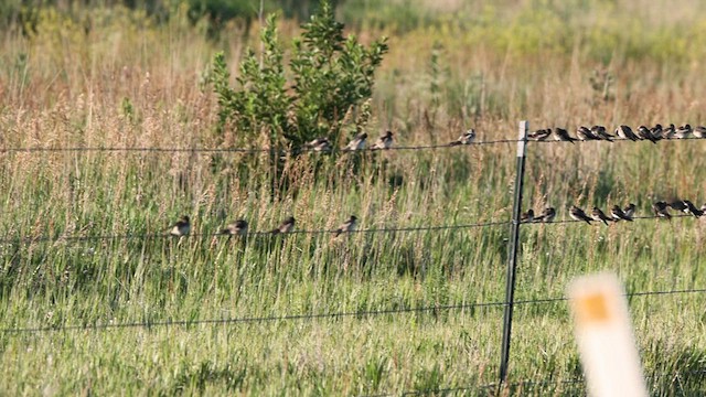 Cliff Swallow - ML591484281