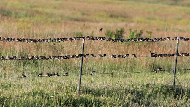 Cliff Swallow - ML591484391