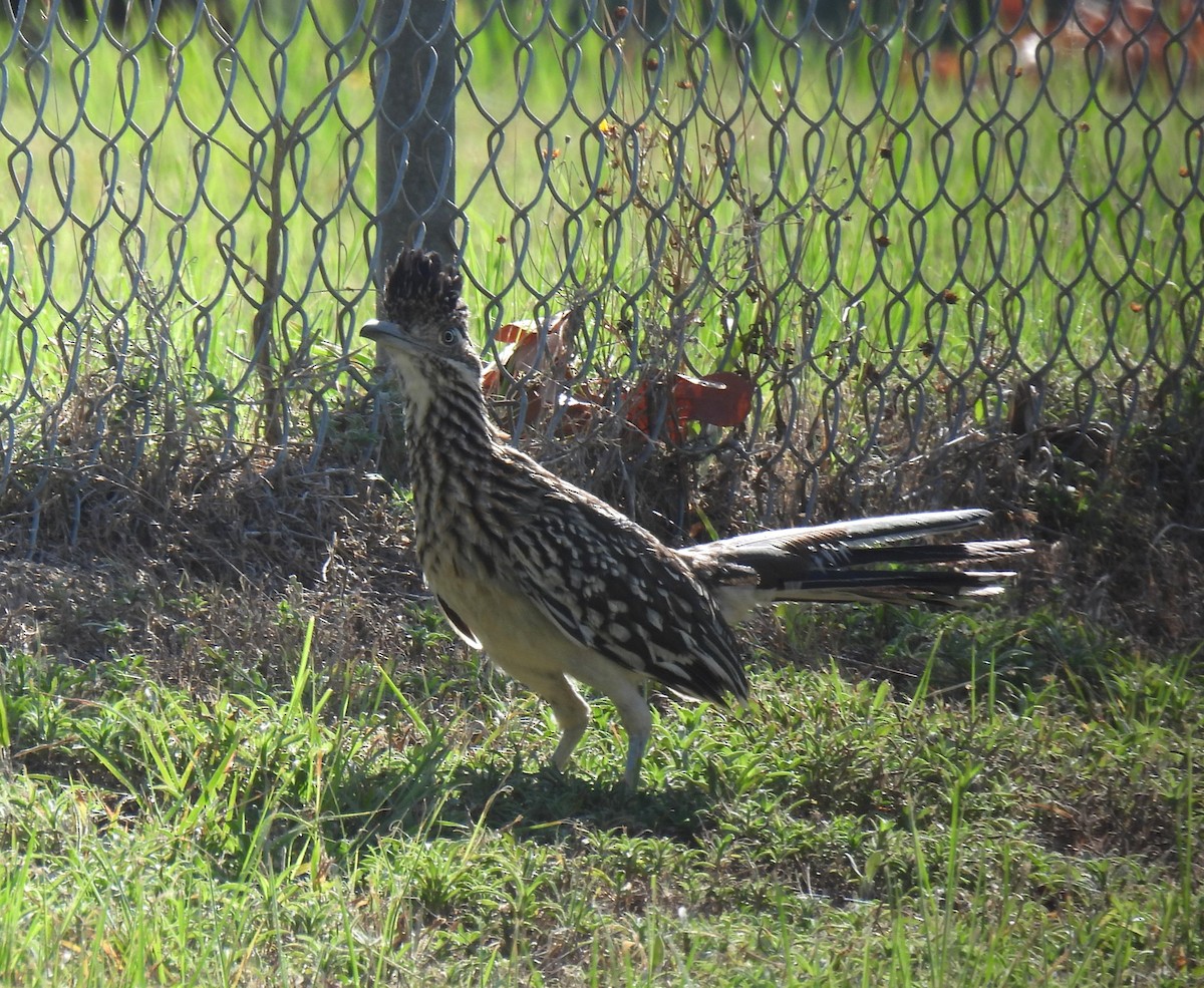 Greater Roadrunner - ML591485951