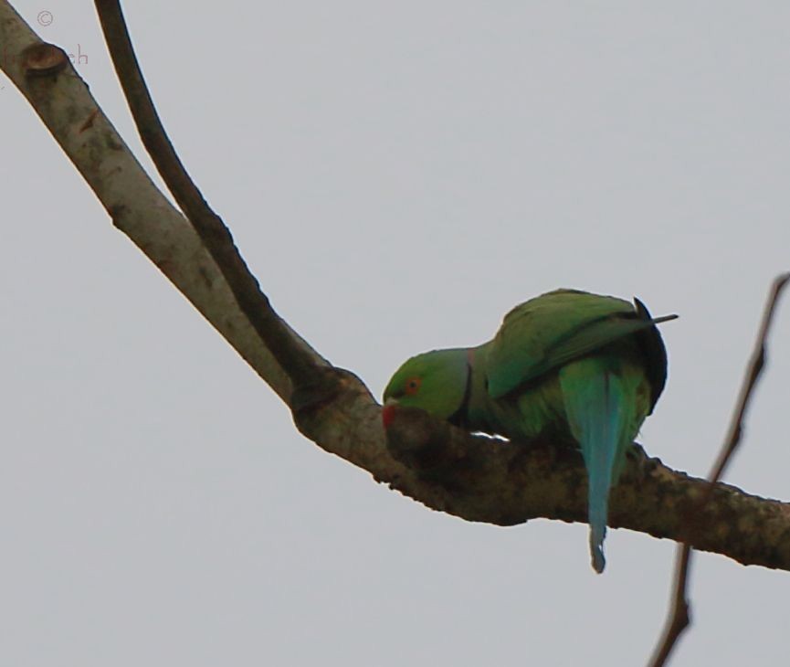 Rose-ringed Parakeet - ML59148621