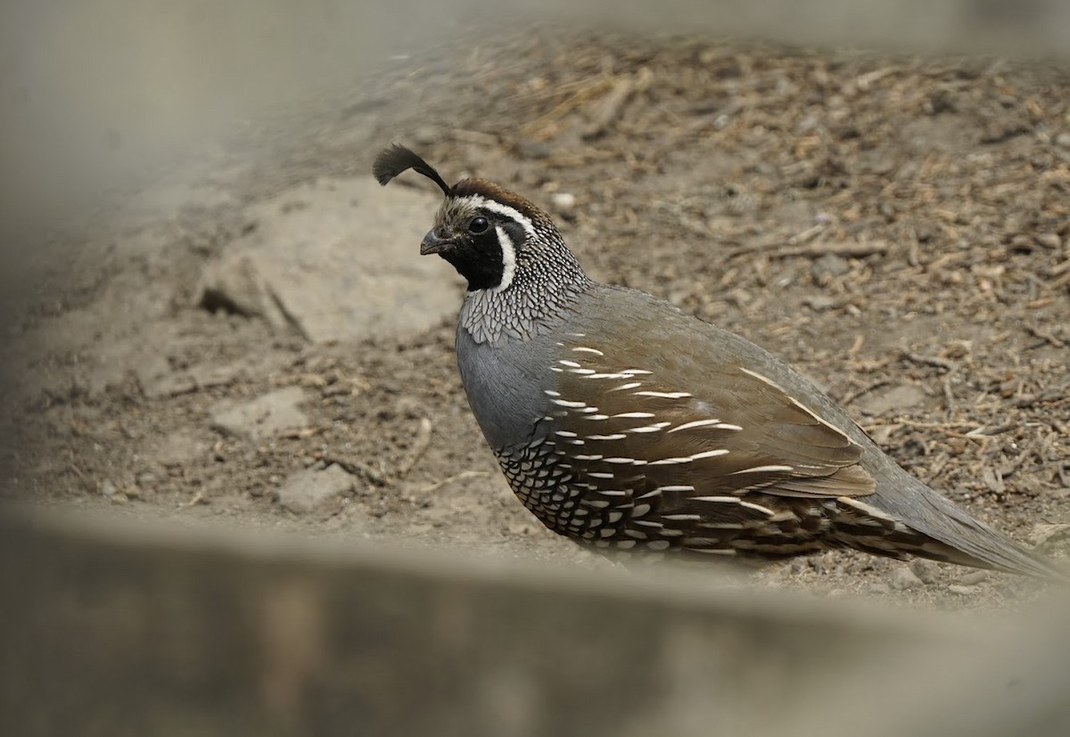 California Quail - Julia Black