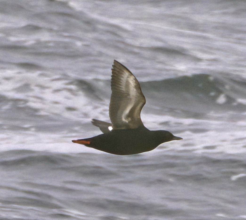 Pigeon Guillemot - ML591486501