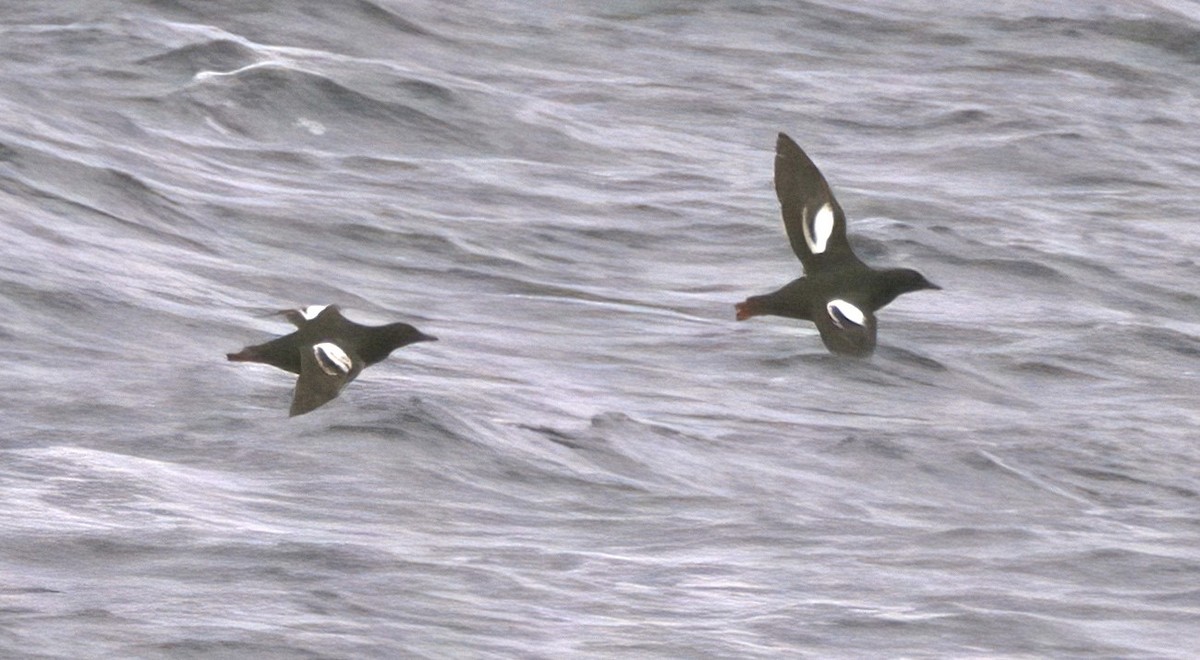 Pigeon Guillemot - ML591486511