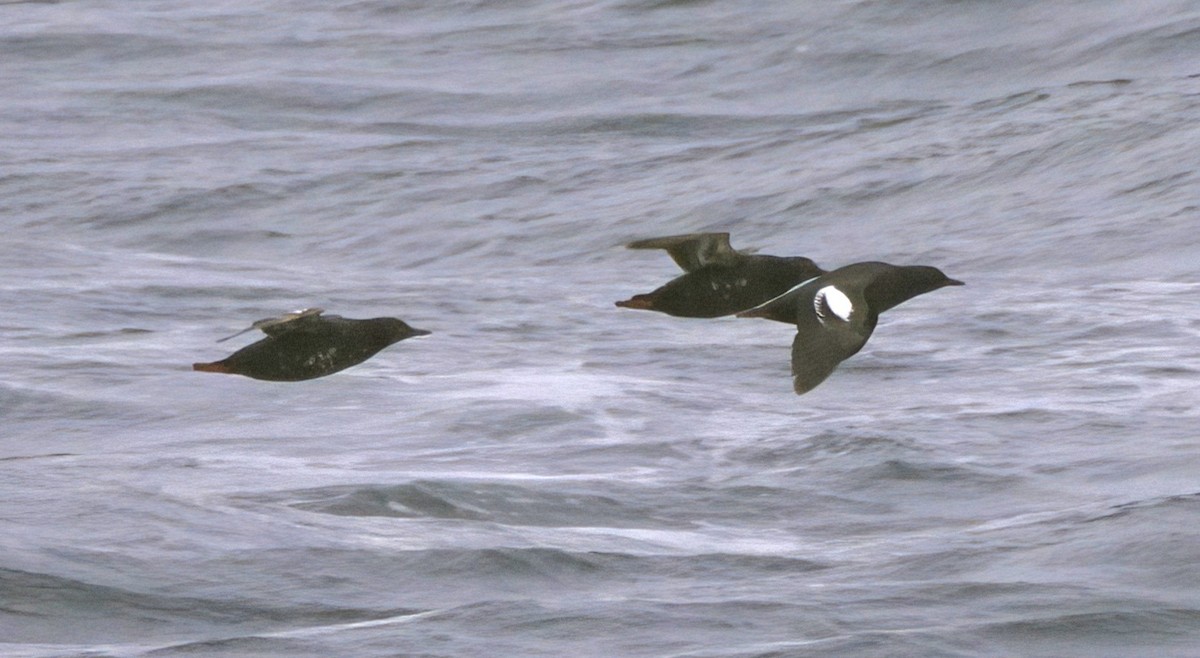 Pigeon Guillemot - ML591486521