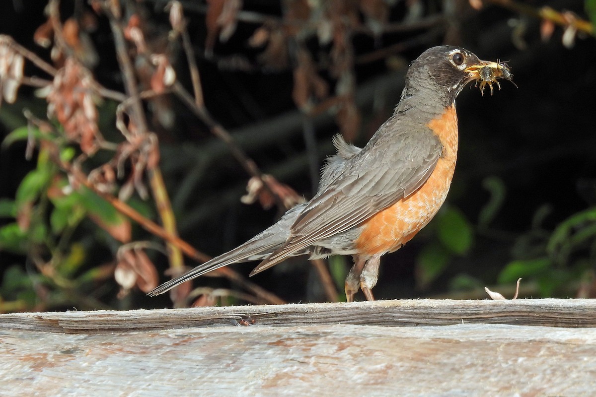 American Robin - ML591486911