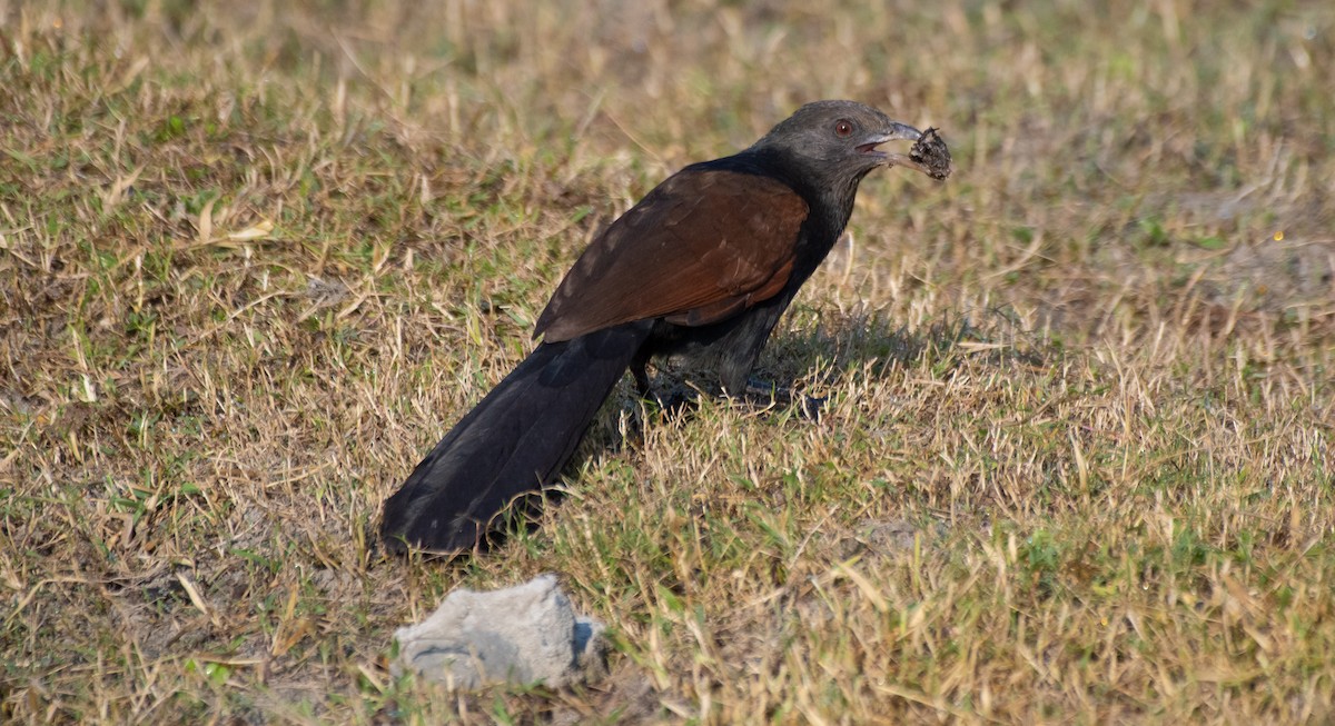 Greater Coucal - ML591487511