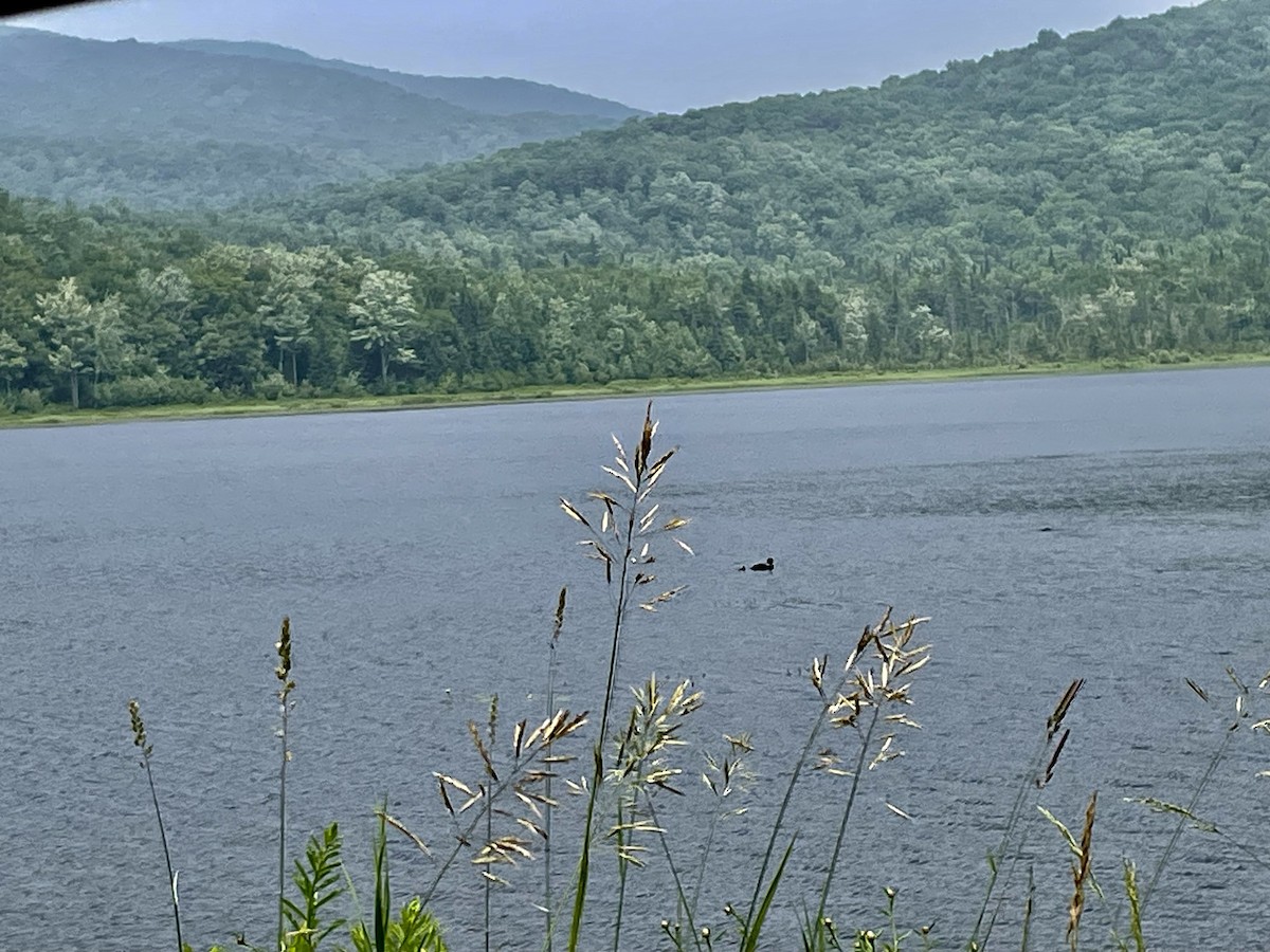 Common Loon - Roo Slagle