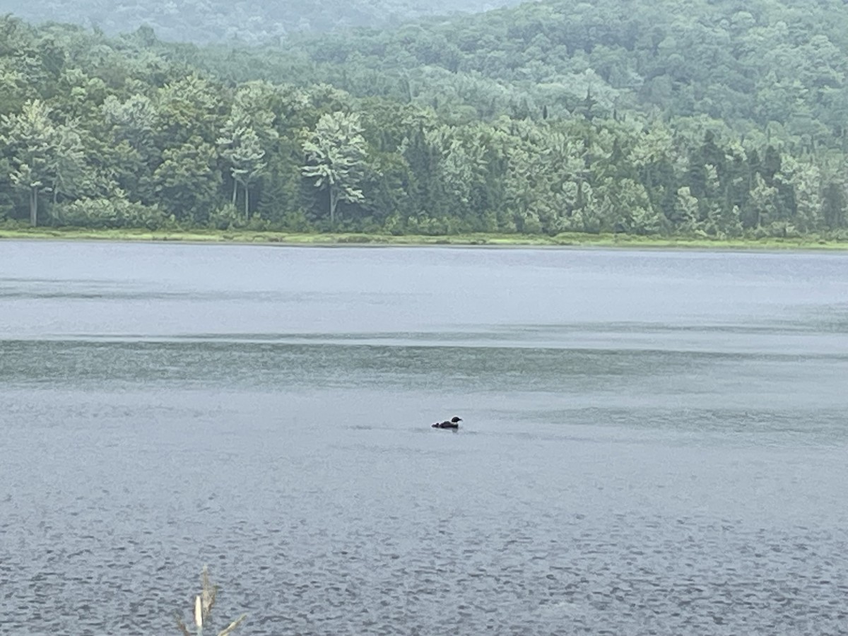 Common Loon - Roo Slagle