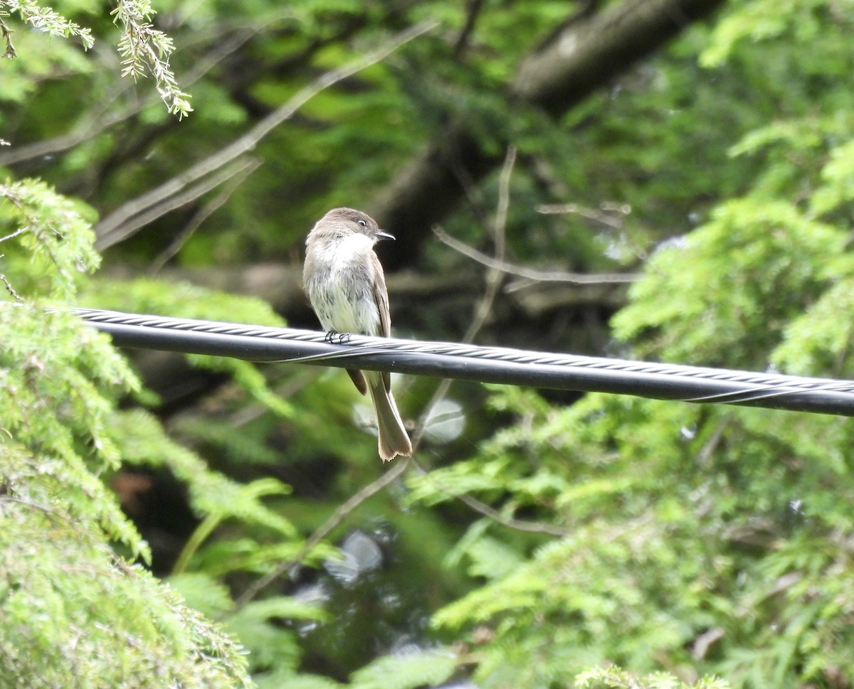 Eastern Phoebe - ML591489251