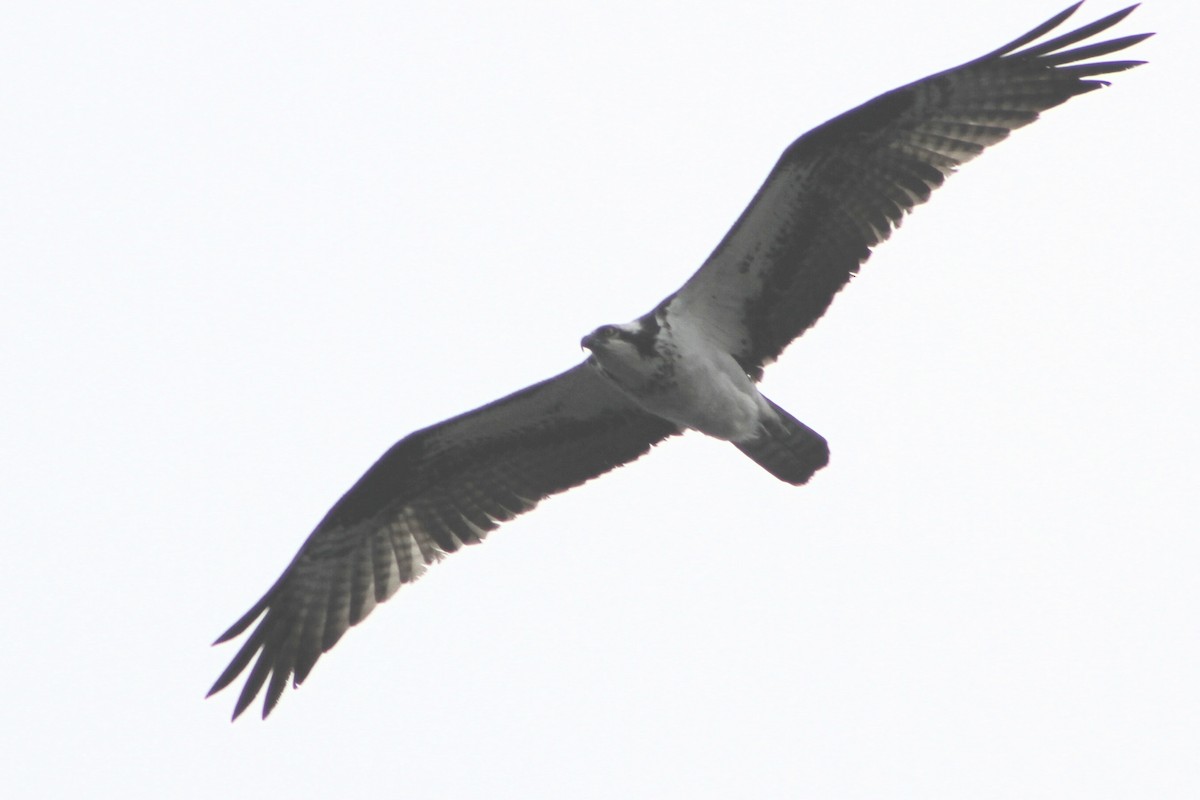 Águila Pescadora - ML59148941