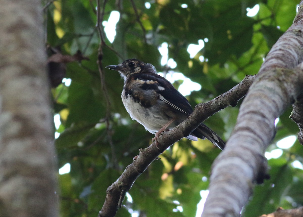 Chestnut-backed Thrush - ML591491601