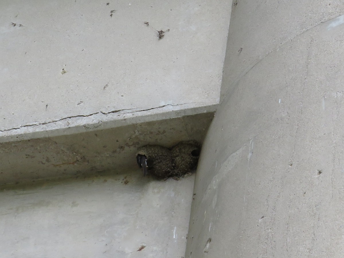 Cliff Swallow - ML591492631
