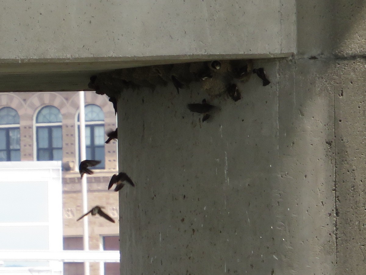 Cliff Swallow - ML591492641