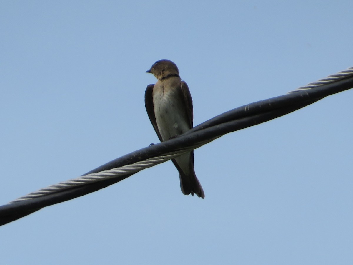 Cliff Swallow - ML591492651