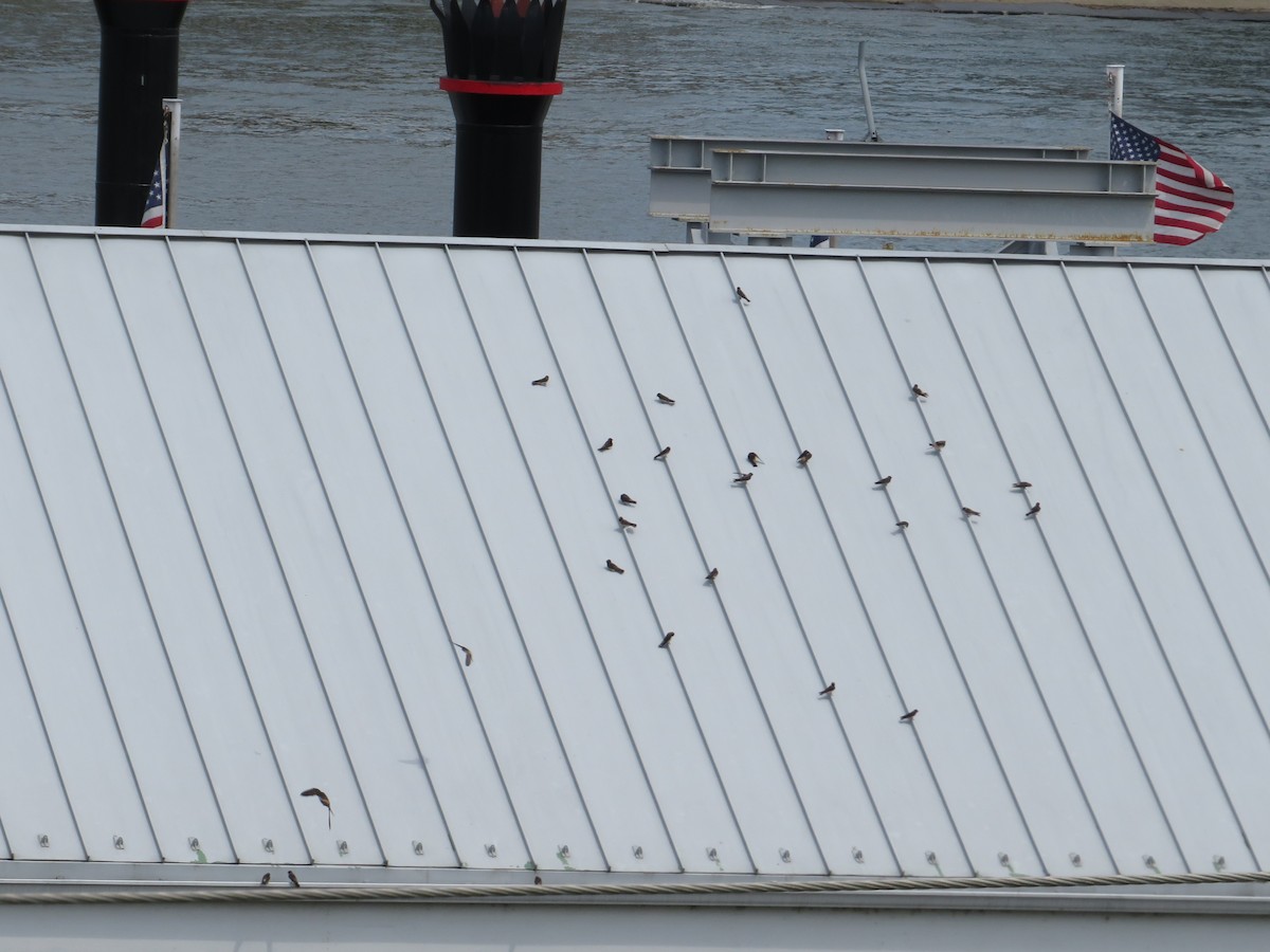 Cliff Swallow - ML591492661