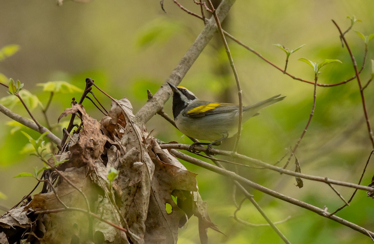 Golden-winged Warbler - ML591492721