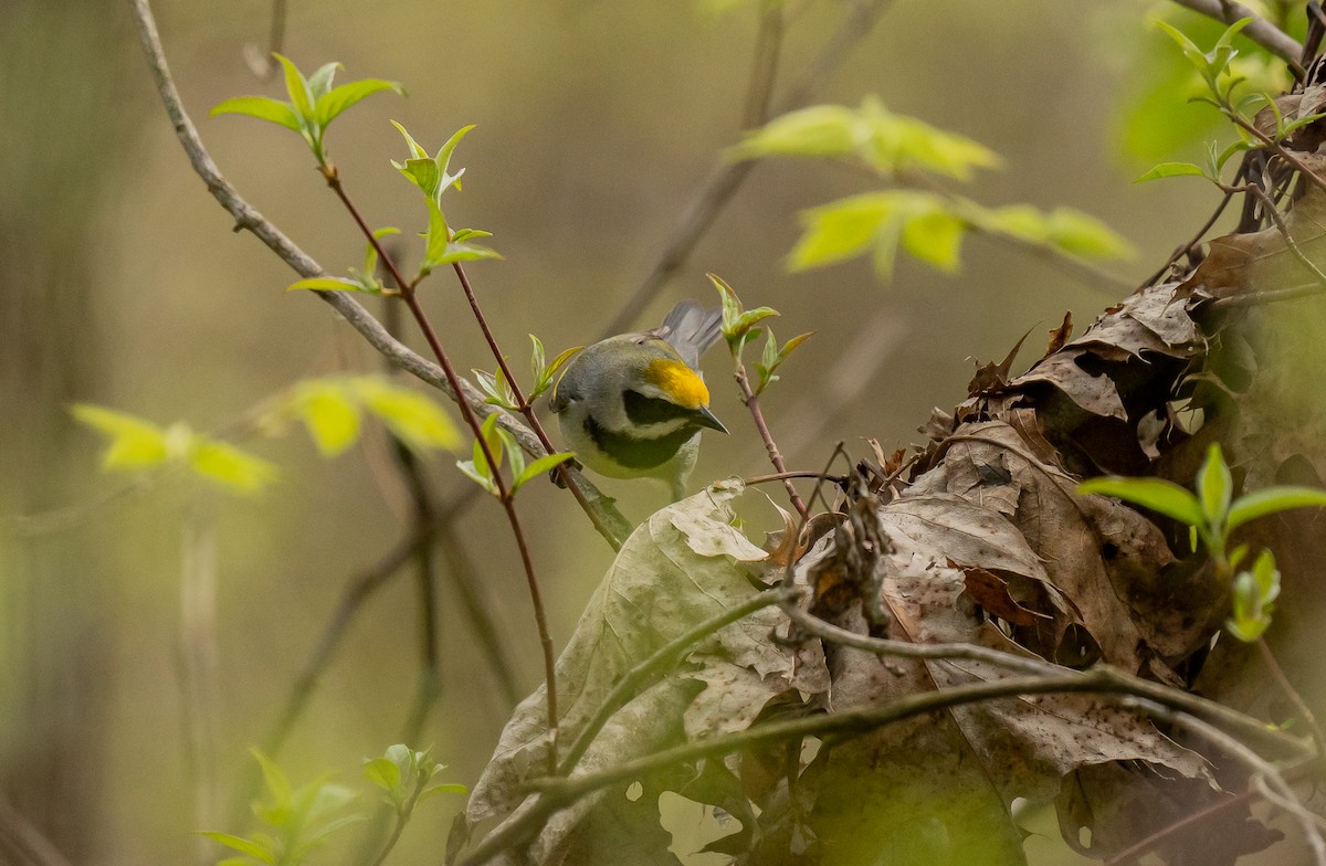 Golden-winged Warbler - ML591492731