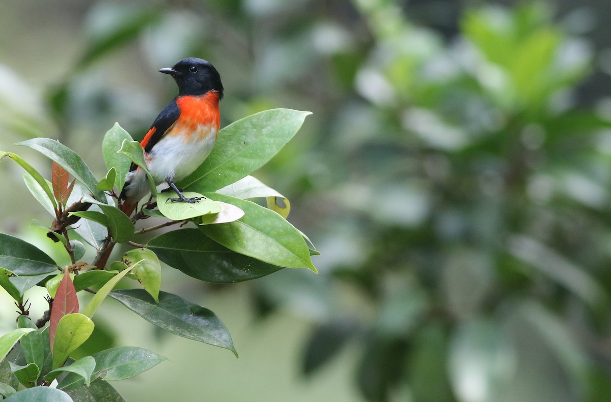 Flores Minivet - Cameron Rutt