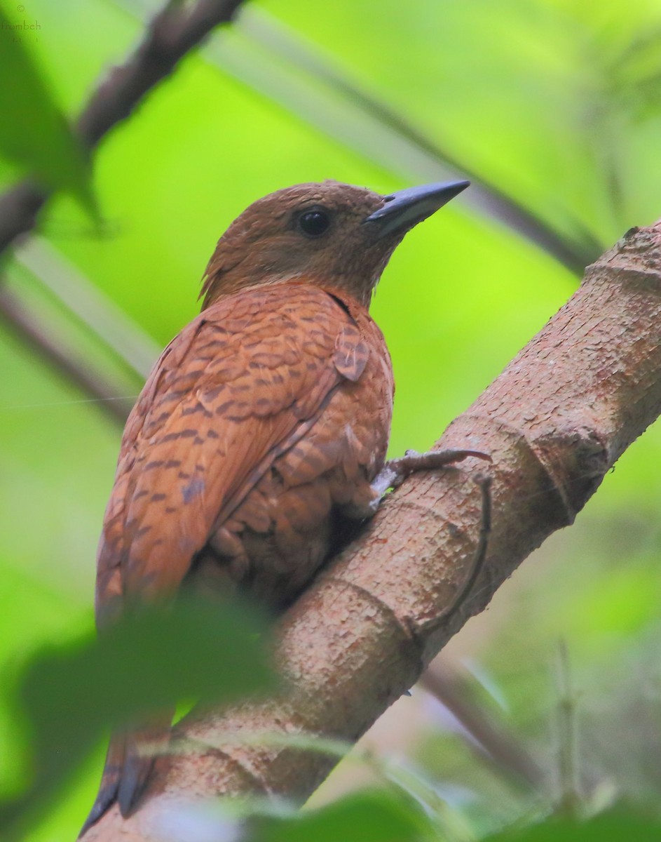 Rufous Woodpecker - Arnab Pal