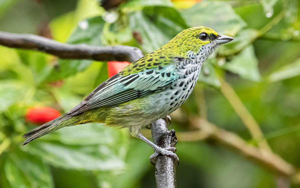 Speckled Tanager - David Monroy Rengifo