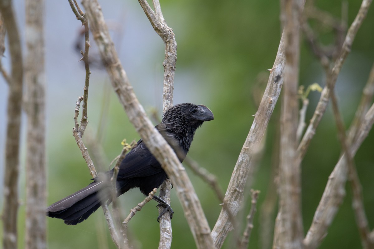 Smooth-billed Ani - Andrew Newmark