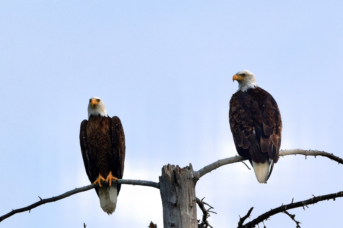 Bald Eagle - Bryan Roset