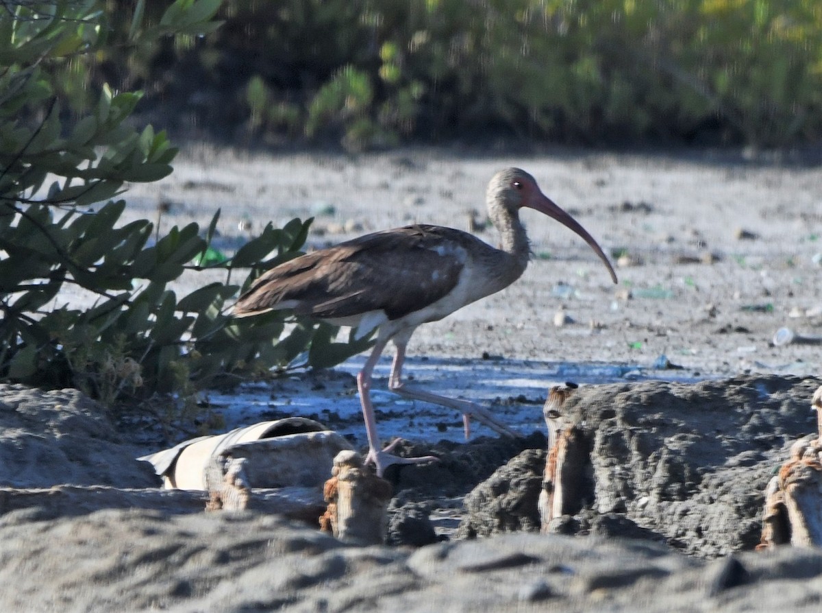 White Ibis - ML591496691