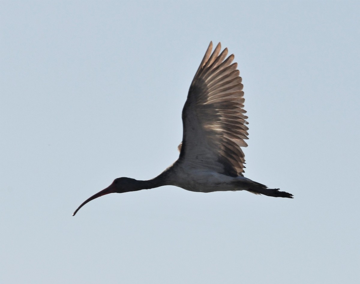 White Ibis - ML591496881