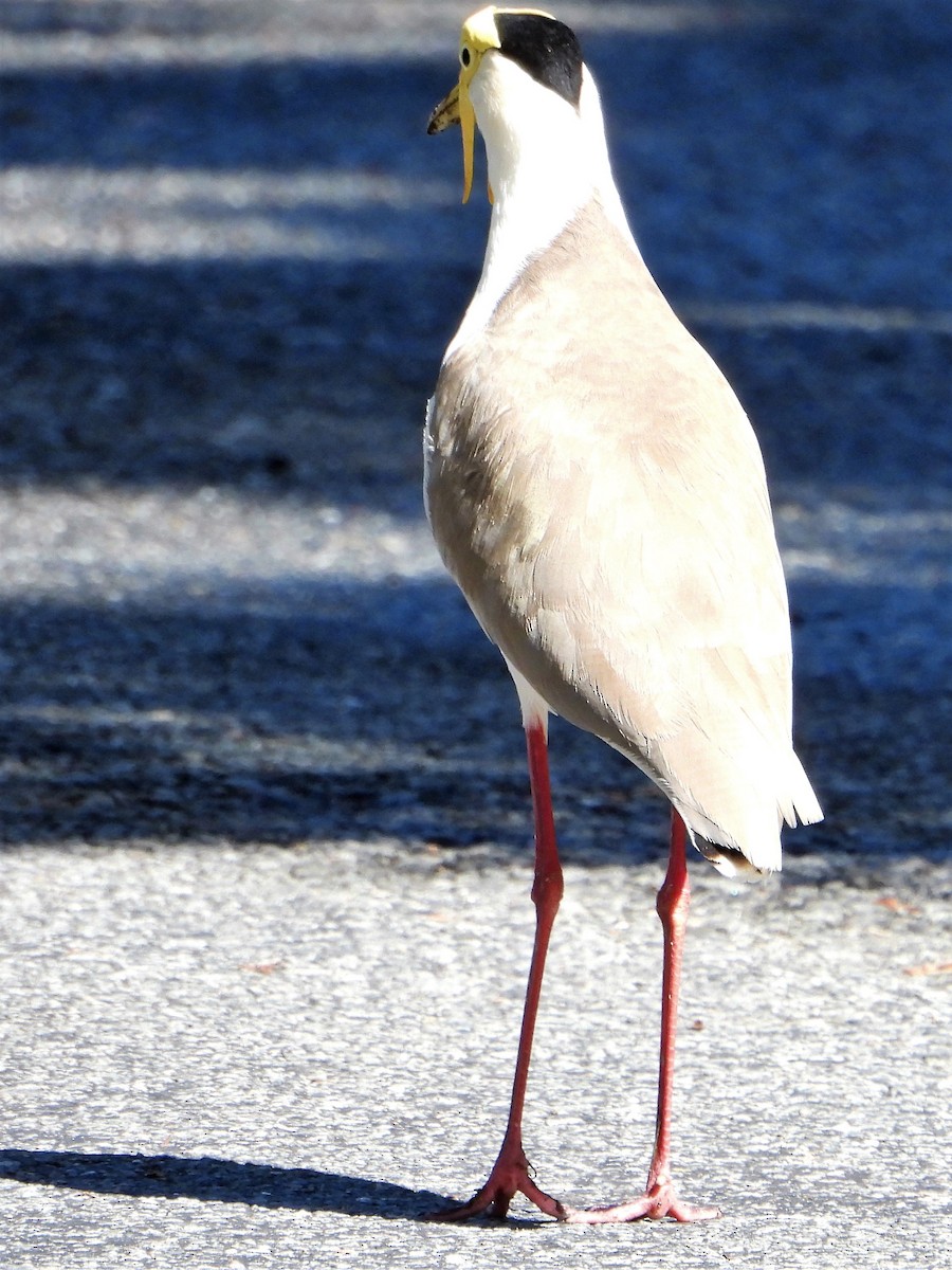 Masked Lapwing (Masked) - Leonie Beaulieu