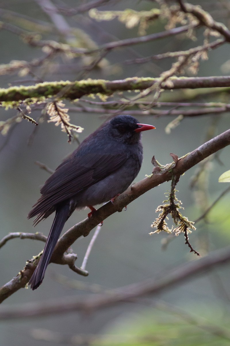 Square-tailed Bulbul (Sri Lanka) - Morten Lisse