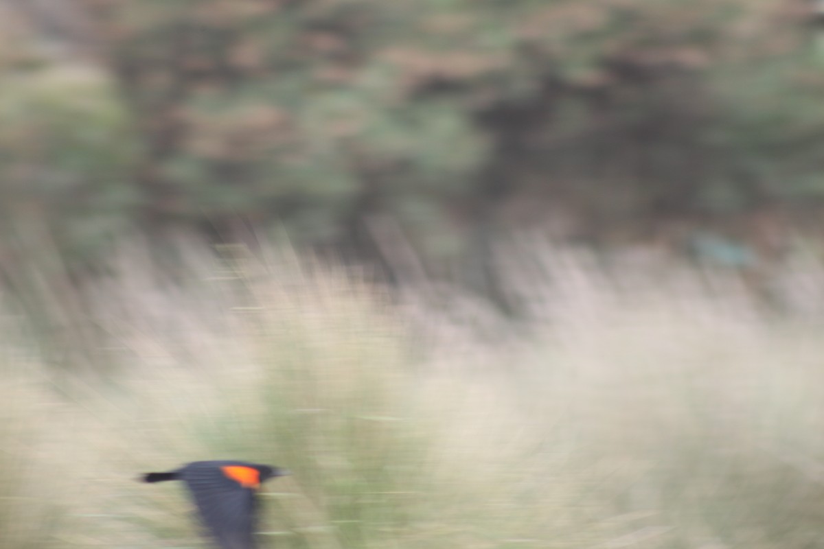 Red-winged Blackbird - ML591499491