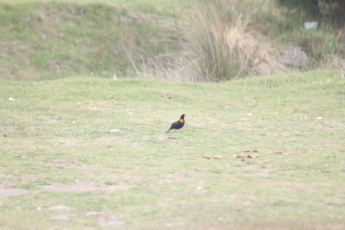 Red-winged Blackbird - ML591499501