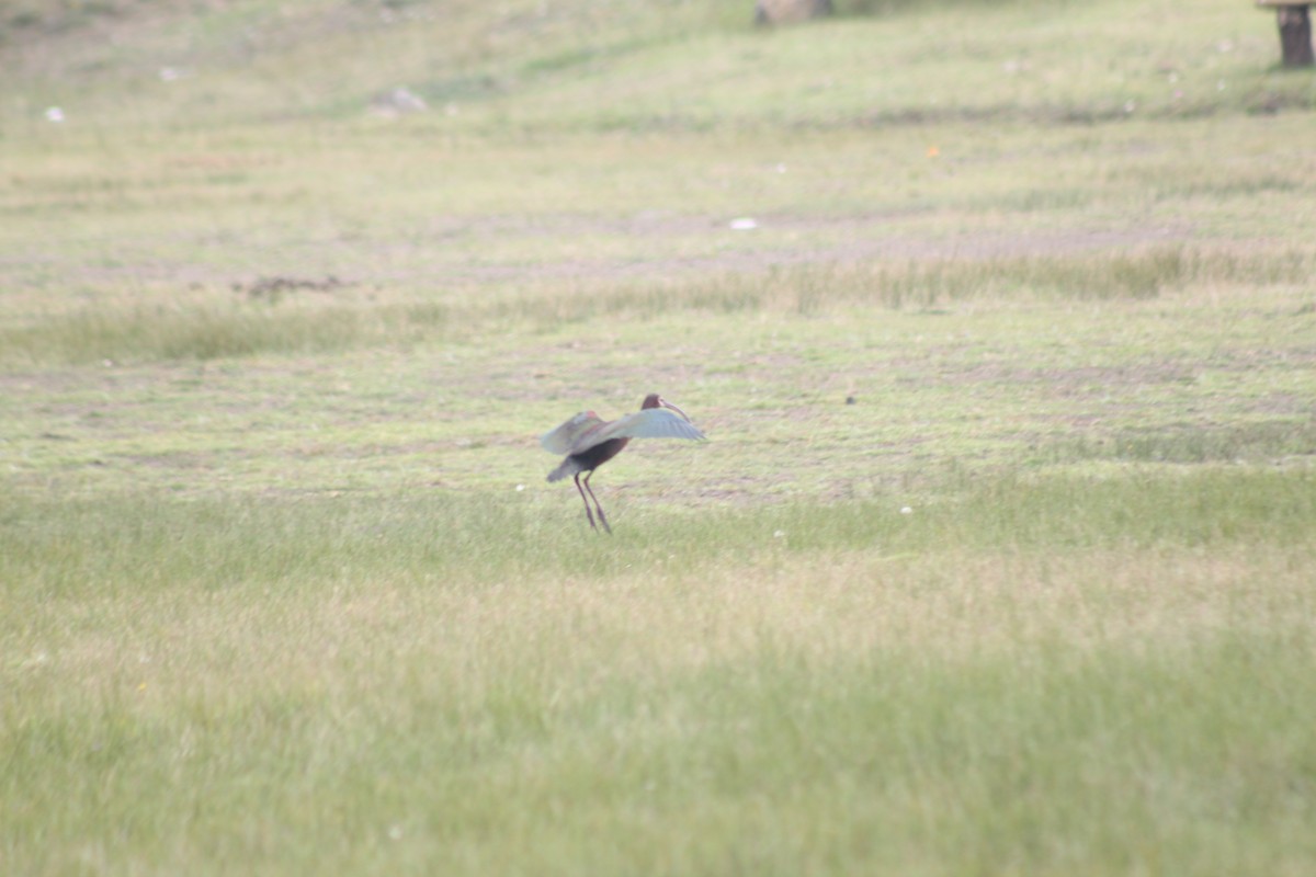 White-faced Ibis - ML591499571