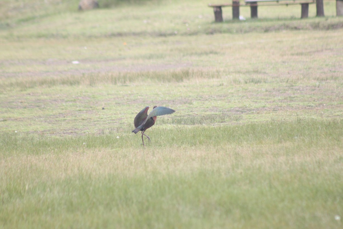 White-faced Ibis - ML591499581