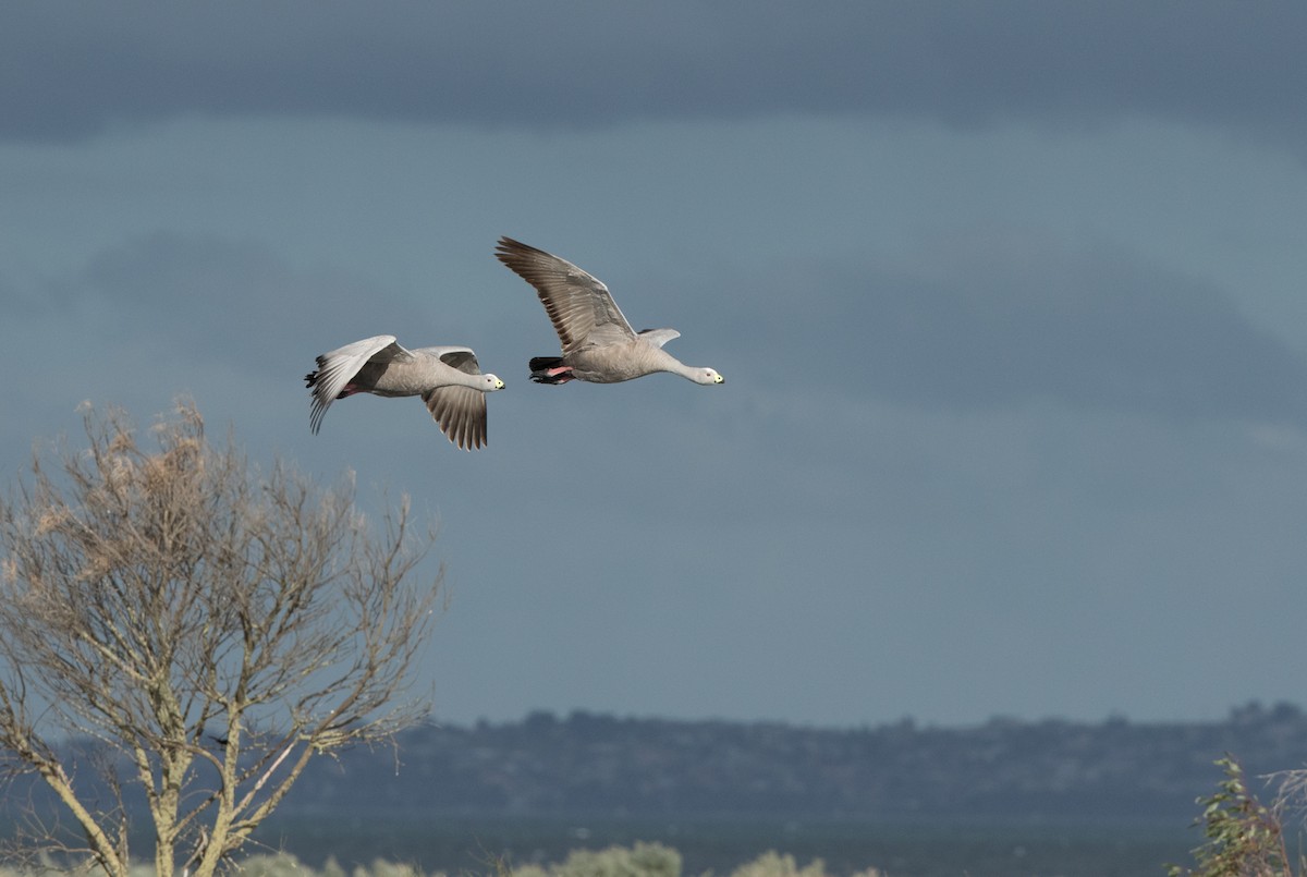 Cape Barren Goose - ML59150131