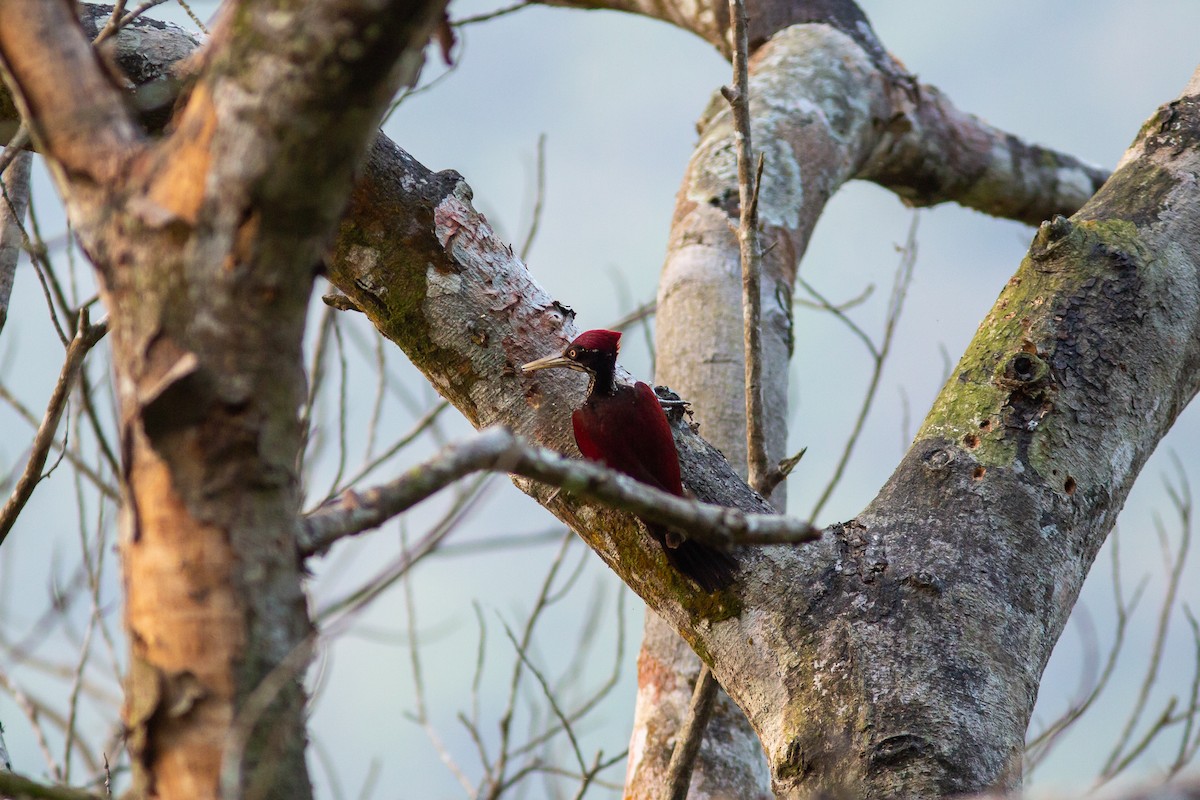 Crimson-backed Flameback - ML591501321