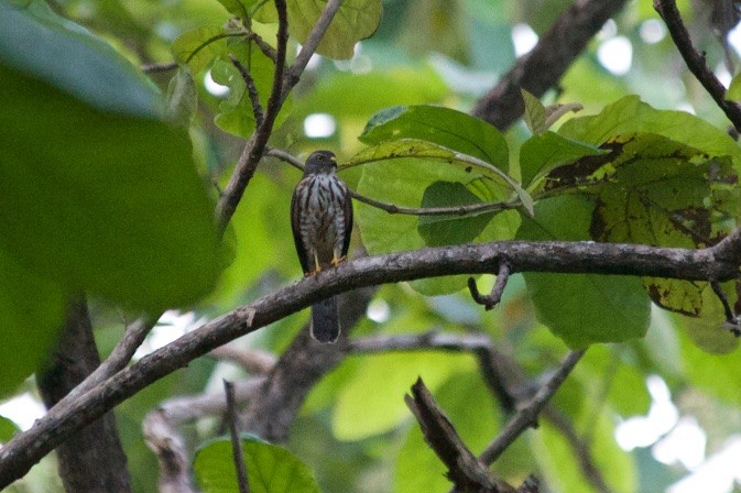 Chinese Sparrowhawk - ML59150141