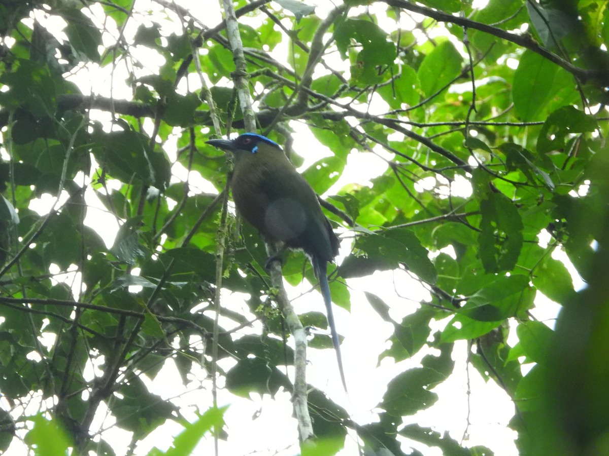 Andean Motmot - ML591501911