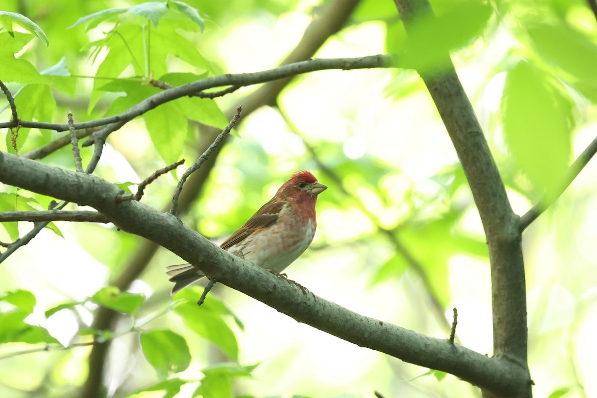 Purple Finch - ML591502901