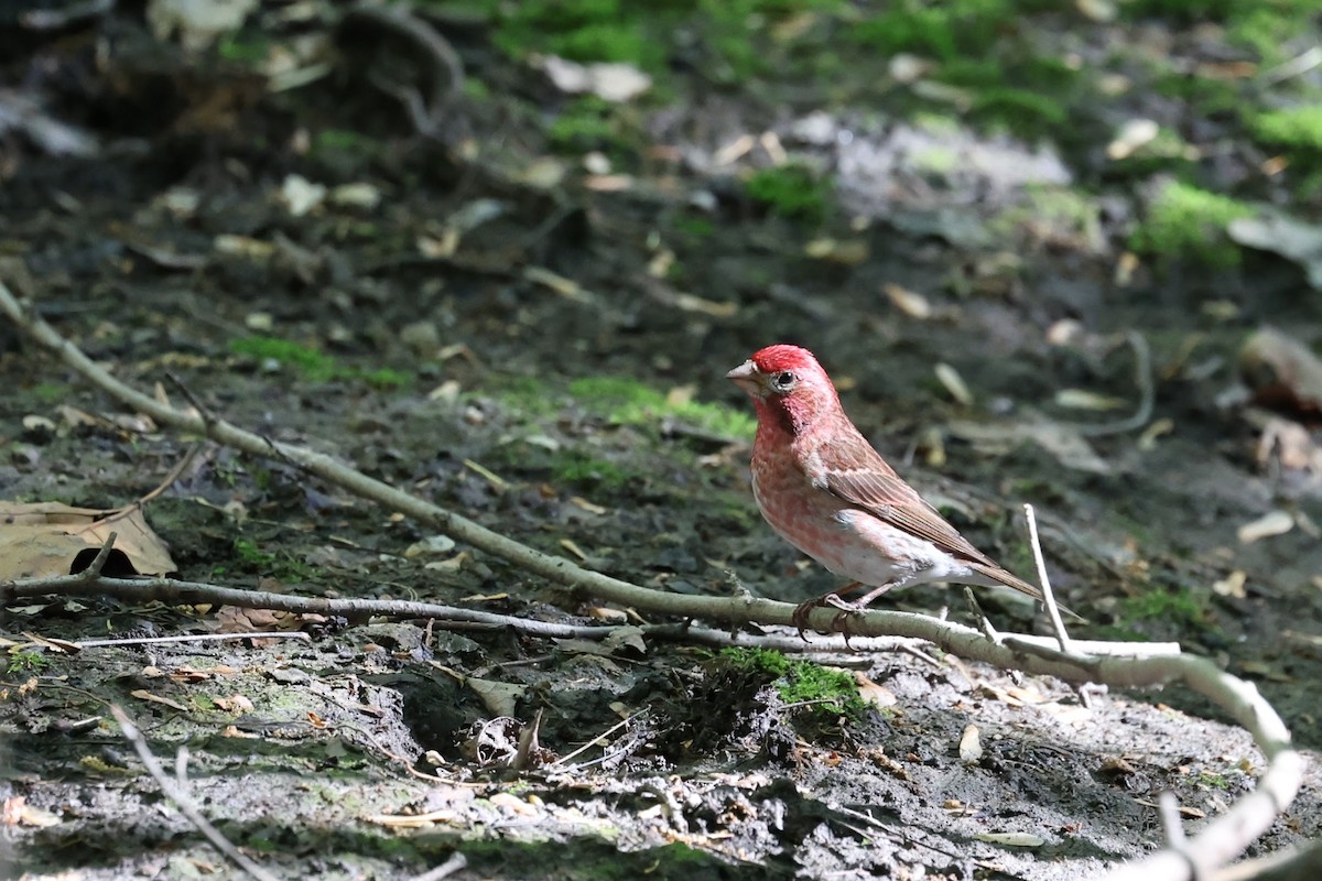 Purple Finch - ML591503411