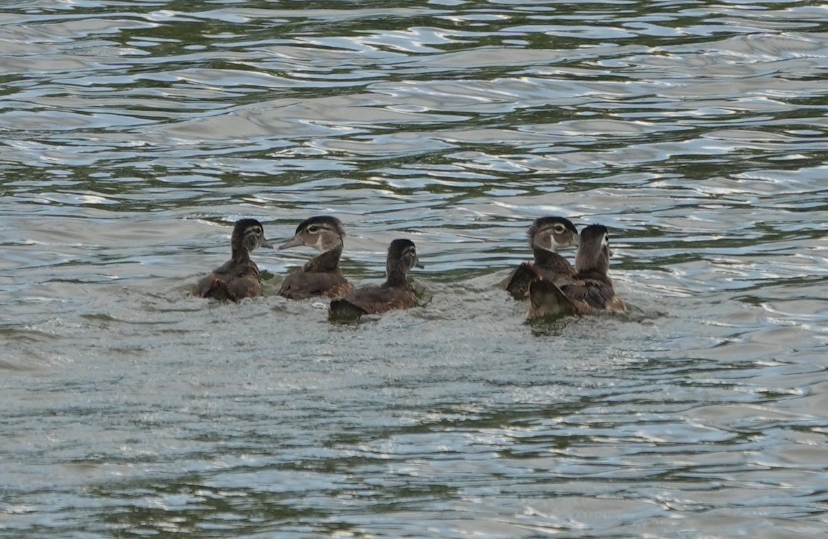 Wood Duck - ML591503851