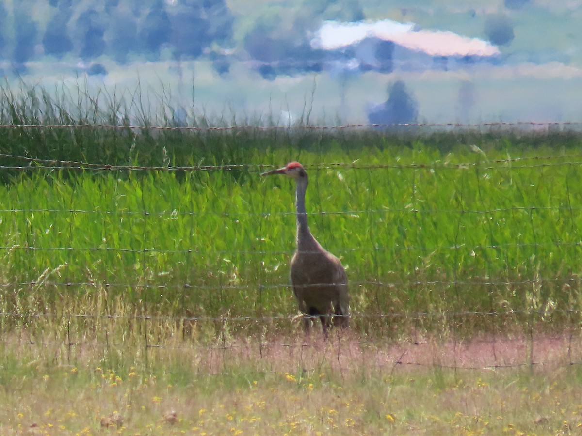 Sandhill Crane - ML591505291