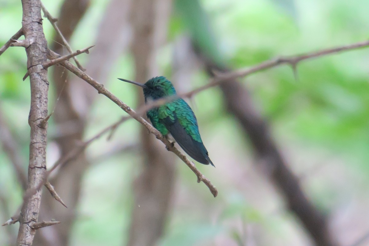 Shining-green Hummingbird - ML591507411