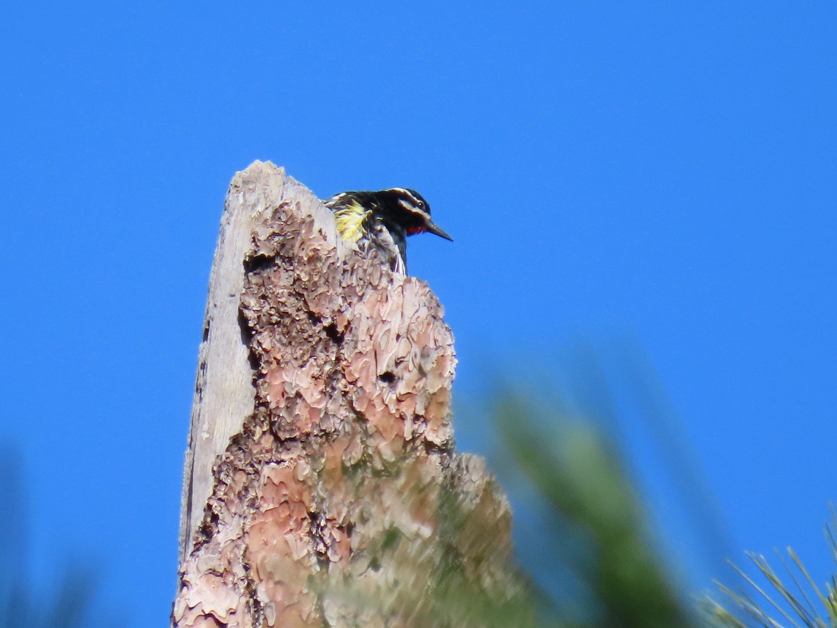 Williamson's Sapsucker - ML591509581