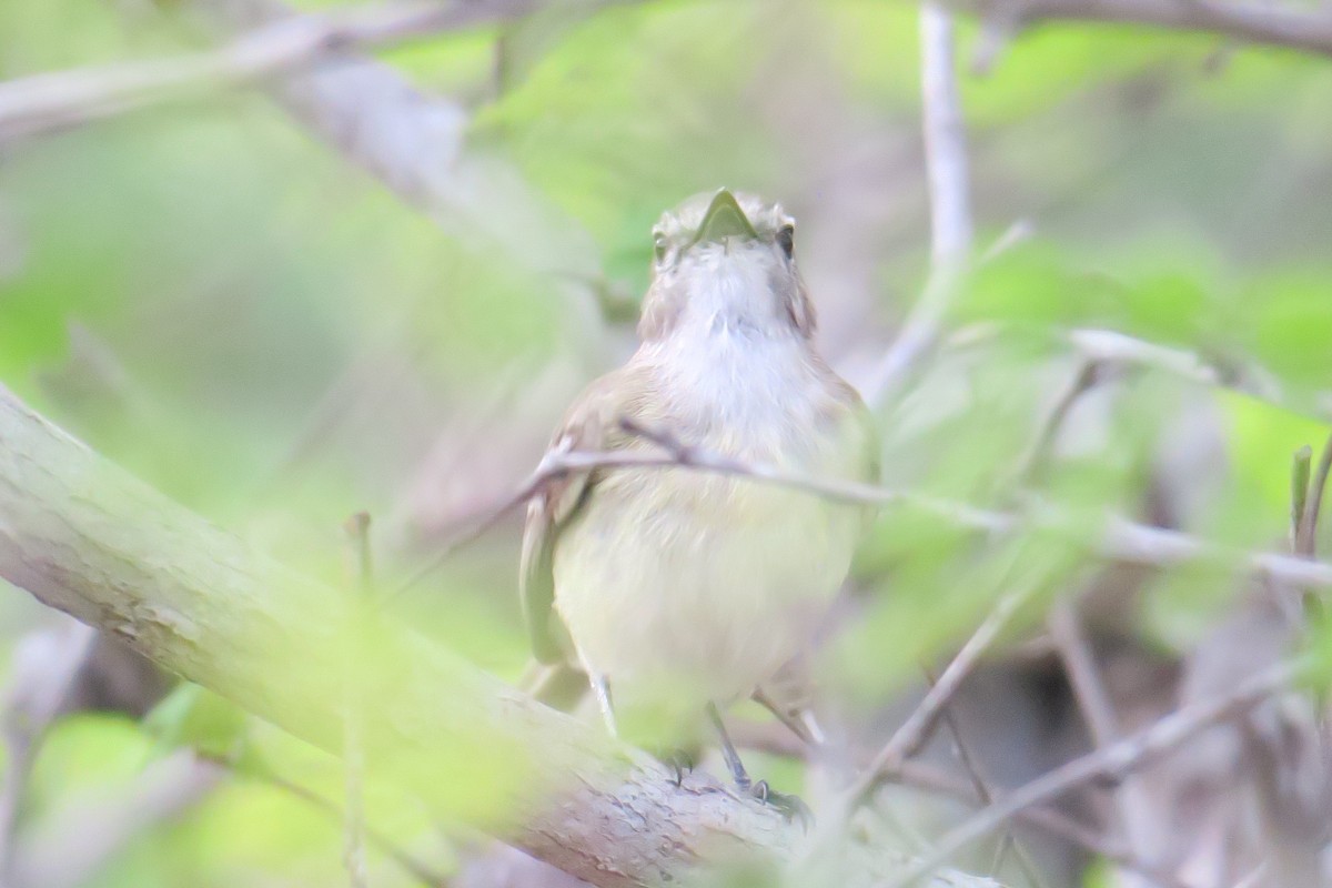 Slender-billed Tyrannulet - ML591510381